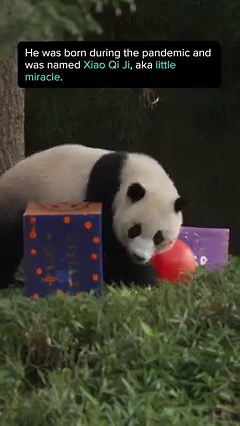 14K views · 41 reactions | People sang "Happy Birthday" to panda cub Xiao Qi Jiin the National Zoo in Washington D.C. Xiao Qi Ji, or "little miracle" in English, turned 2-year-old Sunday. #xiaoqiji #pandacub #panda #nationalzoo #smithsonian #washingtondc | PandaPaws | Facebook