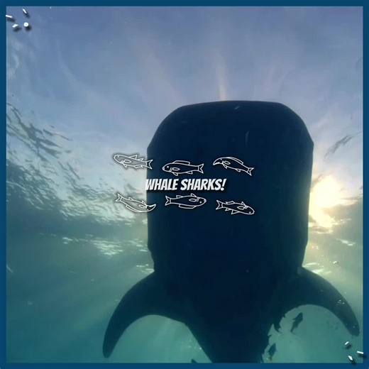 #whaleshark fact! : Whale sharks are filter feeders and is actually a shark instead of a whale! Whale sharks are also the largest shark/fish in the ocean ૮₍ ˃ ⤙ ˂ ₎ა || #catshark #stripedcatshark #shark #sharkedit #marinebiology #marinelife #sealife #seaanimals #aquaticlife #virval #fyp #fypシ