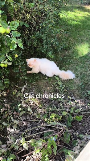 Cat Chronicles: GPS Tracker for Runaway Cats