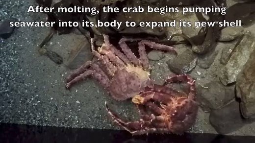 Crabs molt in order to grow by shedding their old exoskeleton (or shell). Here is a time-lapse of a Red King Crab molting in the museum’s Discovery Center. | Anchorage Museum
