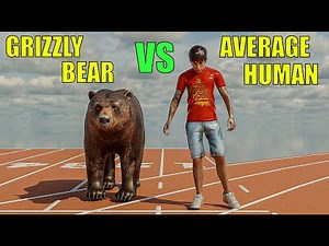 Average Human vs Grizzly Bear – 100m Sprint