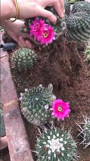 Harvesting a Stunning Flowering Cactus | Nature's Beauty 🌸