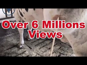 Why Abscesses In Cows Can Grow Huge? Answers To your Cow-Abscess Questions. #bovine_doctor