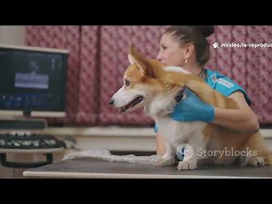 🐶 Tout savoir sur la reproduction chez le chien : de l’accouplement à la mise bas