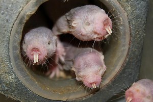 Naked mole rats’ DNA could hold key to long life