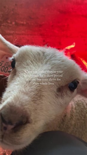 I’m gonna start crying 🥺 #bestfriends #sheep #youngfarmer #sheeplover #fyp