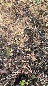 春訪れる雪割草の丘
