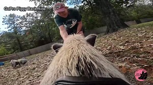 GoPro on a pig? This is Charlotte’s world view. With the adjustable dog harness GoPro mount we get a glimpse of the wonderful and exciting view of life as a pig here at Life With Pigs! And of course, Maisie wanted to make it even more dramatic by adding a little chase scene. She is so helpful. | Life With Pigs