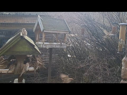 New years day at willow gap bird tables.