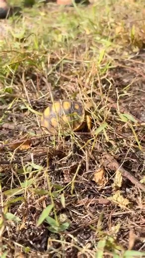 Yes — spotting a Baby Gopher Tortoise at Hundred Acre Hollows is entirely plausible and actually a sign of healthy habitat! Here are a few key things to keep in mind and what this means. 🐢 Why spotting a baby tortoise is a big deal • Gopher tortoise eggs and young face extremely high mortality: “ about one in every hundred eggs will survive to hatch”. ￼ • Thus: seeing a baby tortoise indicates successful nesting, incubation, hatching and survival of early vulnerabilities. • It also suggests tha