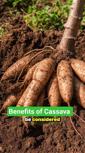 Cassava: From "Poor Man’s Food" to Agribusiness Goldmine