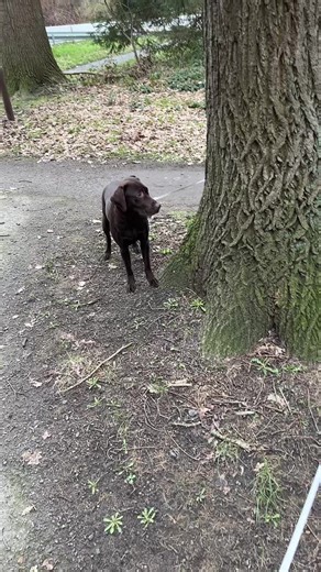 Kannst du jetzt mal zusehen, damit wir weiter gehen können Papa #VoiceFilter #gassi #baum #nature #lieblingsrunde #dog #labrador #play