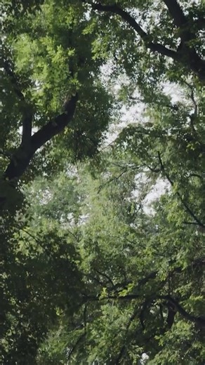 17K views · 374 reactions | From forests and giant elm trees to the largest university trial garden west of the Mississippi, CSU’s green spaces bring life and beauty to campus year-round. A few gems: Campus Living Walls, The Oval, Sherwood Forest, The Great Green, The Lagoon, CSU Annual Flower Trial Gardens | Colorado State University | Facebook