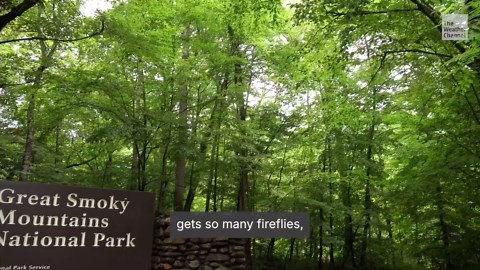 Fireflies are vanishing: Where, how to see some for summer