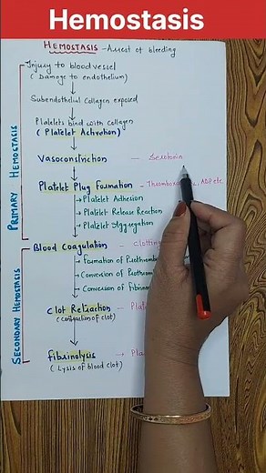 Hemostasis Steps l Platelet plug formation and Mechanism of Coagulation #youtubeshorts #blood