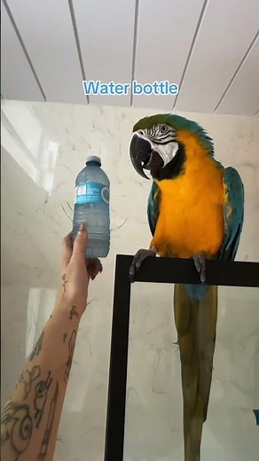 Macaw size next to common objects