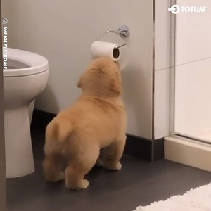 Is this the real life Andrex puppy? 🥺 | TOTUM