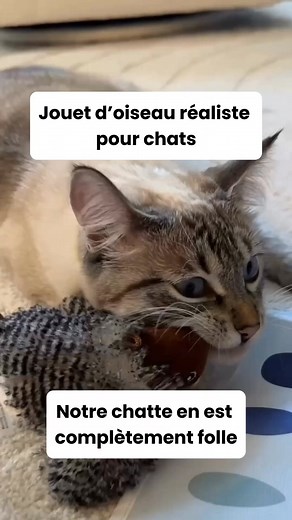 16 reactions | Réveille l’instinct de chasseur de votre chat  Ce petit oiseau interactif s’active au toucher et imite le chant d’un vrai oiseau. De longues heures de jeu, sans aucun ennui !   Sons réalistes et mouvements naturels Stimule l’instinct de chasse ⚡️Rechargeable et sûr pour les chats Offrez-lui des heures de jeu et de bonheur dès aujourd’hui  https://gaiapaw.com/products/plume-oiseau-realiste | Gaiapaw | Facebook