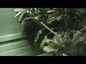 ringed python enclosure done and a update