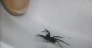 Up Close & Natural:Animals Without Backbones