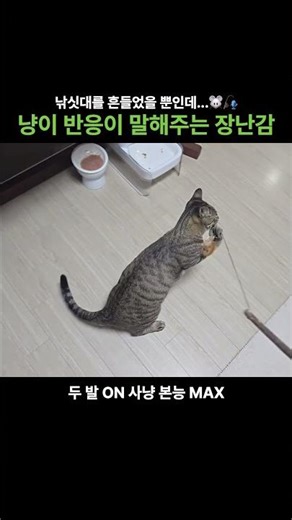냥이 반응이 말해주는 장난감 🐭🎣