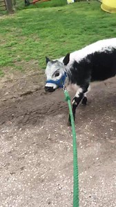 Just walking the cows💞 | Midnight Mini Cattle Company