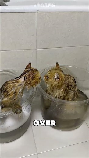 His Cats Were Panting Like Dogs 😂