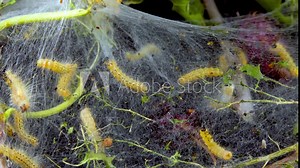 Weaving trees with cobwebs by larvae. Caterpillars of American white butterfly (Hyphantria cunea), moth fall webworm quarantine pest on leaves
