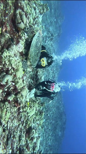 #Save the oceans #turtles paradise# 4k #asmr #shorts #aquarium #fun #nature #Eco #No AI #adventure