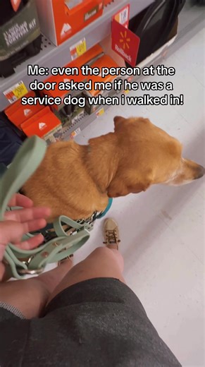 Understanding Service Dog Laws and Proper Etiquette in Establishments