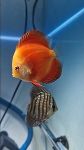 Introducing Red Golden Discus in #myfishyroom #exoticdiscusfish #premiumdiscusfish #discusfishtank 🧿