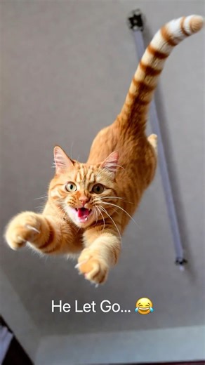 Orange Cat vs Gravity 😹 Light Fixture Fail #shorts