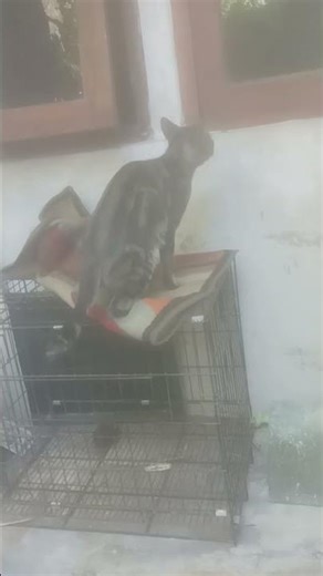 how comat melompat #motivation #comadin #pet #cats