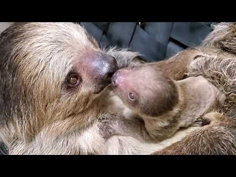 Mom and newborn sloth