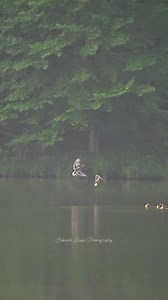 Mallards landing | Srikanth Boga Photography