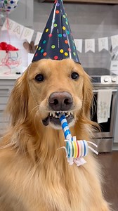 1.2M views · 72K reactions | My dog can never stop prank Ing… Even on my birthday! #Dog #GoldenRetriever #DogsOfFacebook | Aguyandagolden | Facebook