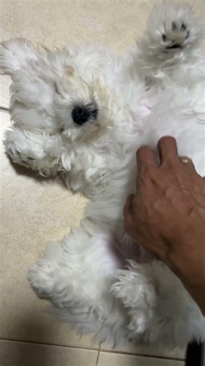 Bichon Miumiu has the cutest sleeping positions 💤🐶❤️ #puppy #bichonfrise #sleepingdogs #dogshorts