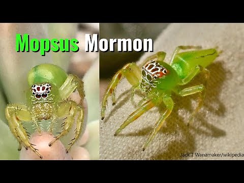 Mopsus Mormon: A Green Jumping Spider Found in Australia