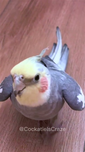 Adorable Cockatiel Serenades Beautifully 🥰🎶🐦 | Cute Cockatiel Singing #cockatiel #cockatielscraze