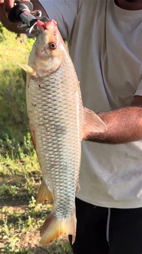 Fishing for bogas with a plop float 😱 Never before seen‼️ Full video on my channel