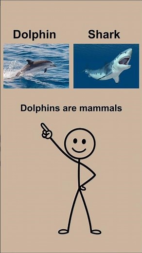 Dolphin vs Shark: What’s the Difference? 🐬🦈 | Animal Science Facts