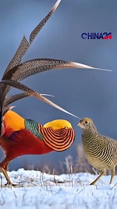 Stunning footage from north China’s Shanxi Province captures the Red-bellied Golden Pheasant courting in the snow. The dazzling male display follows years of ecological improvements in Yicheng County, where the population of this protected species has now grown to over 1,000. #pheasant #goldenpheasant #conservation #birdwatching #amazingnature #WildChina | CGTN China24