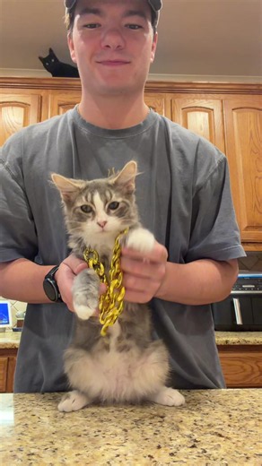 Everyone… meet Sully! #sully #cats #catsoftiktok #kitten | i got that feeling