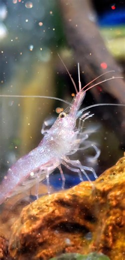 Shrimp God - Discover the Fascinating World of Shrimp Tanks!