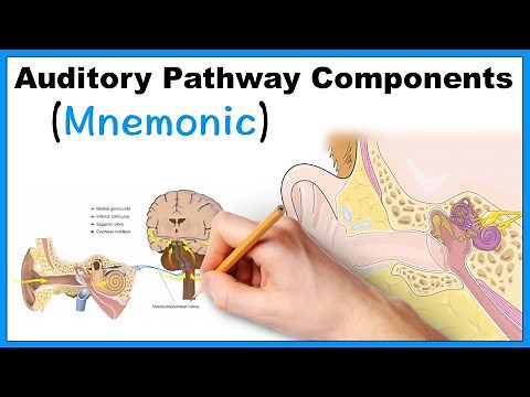 Auditory Pathway Components (Mnemonic)