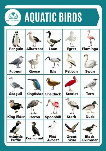Aquatic Birds #waterbirds #aquaticbirds #seabirds #vocabulary #shortsfeed #rmlearning