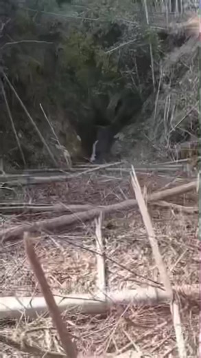 Creepy Moving Tree Root in Forest - Scary Nature Video