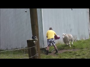 Man Faces Stand Off With Aggressive Sheep