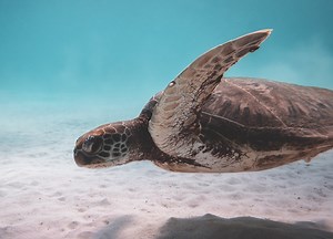 Gratitude Meditation Script: Meet the Thankful Turtle