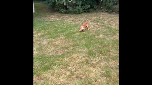 4.3K views · 69 reactions | Reggie and Juniper | Uggeshall Spaniels - Breeding Working Springers, Cockers and Sprockers | Facebook